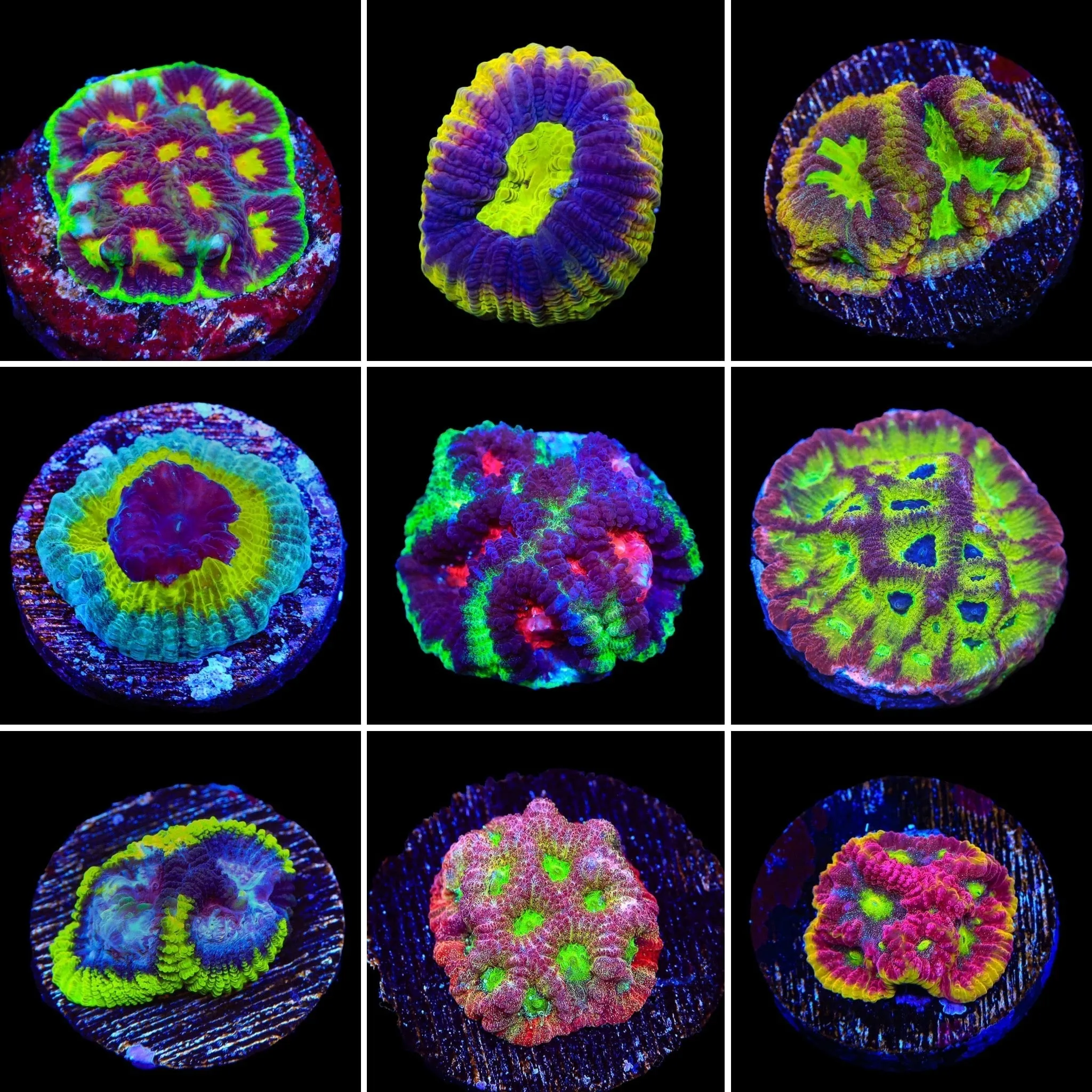 Favia 3 Coral Frag Pack