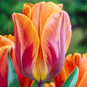 Tulip: 'Princess Irene' 12  - 6 pack